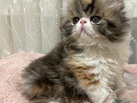 Exotic shorthair kediler