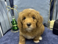Terrier Melezi Değil F1 Maltipoo