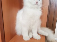 BRİTİSH LONGHAİR ERKEK