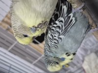 Çift show jumbo muhabbet kuşu