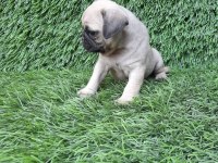 PUG MOPS CREM VE SİYAH
