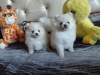 Pomeranian boo 55 günlük yavrularım