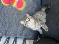 Oyuncu erkek bebek kedimiz teslime hazır