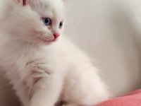 British shorthair kedilerimiz