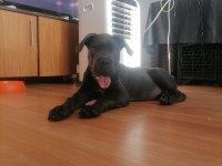 Safkan cane corso bebekler
