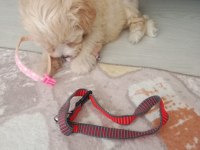 Maltipoo 3 aylık dişi