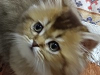 3 aylık erkek yavru british longhair