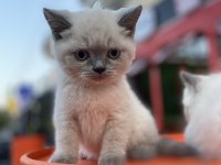 4 ADET BLUE POİNT YAVRU BRİTİSH SHORTHAİR