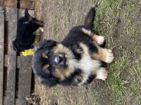 Sahiplendirilecektir 3 aylık yavru köpeklerimiz