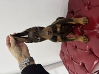 Safkan Kızıl Erkek 55 Günlük Doberman