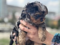 Petmode köpek çiftliğinde ziyarete açık morkie