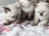 Beyaz british blue point yavrular
