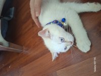 Sevimli British Shorthair