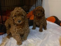 Toy Poodle Yavrular