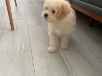 A kalite Maltipoo yavrusu
