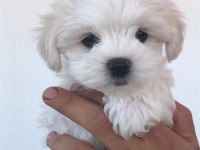 Kar Beyaz Maltese Terrier Yavrularımız Güncel
