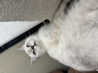 Evlendim Eşimin Alerji Durumundan British Shorthair
