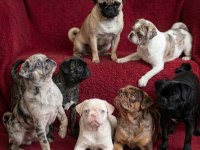 Egzotik Renk Pug Mops Yavruları