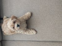 Maltipoo 2.5 aylık