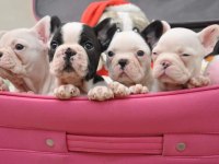 FRENCH BULLDOG YAVRULARI
