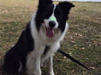 Dişi erkek border collie kapıda ödemeli güvenli sistem
