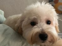 Maltipoo yavrumuza yeni yuva