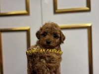Orijinal Toy Poodle