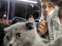 75 günlük scottish fold