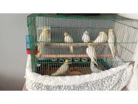Bebek Sultan Papağanlar