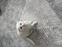 Sıfır Kulak 2 Aylık Scottish Fold