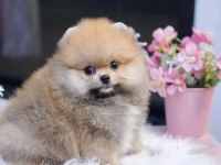 Pomeranian Kg Garantili Yavrularımız