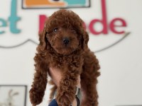 Pemode köpek çiftliğinden kore toy poodle yavrular