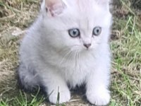 AKKUŞ ÜRETİM ÇİFTLİĞİNDEN SCOTTİSH FOLD YAVRULARI