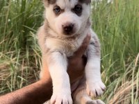 Sibirya Kurdu (Husky) Yavrularımız