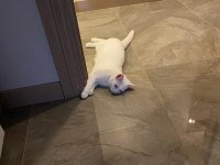 KEDİMİZ PAMUK İÇİN ACİL YUVA ARIYORUZ
