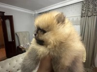 2 aylık erkek pomeranian
