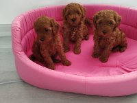 Redbrown toy poodle yavrularımızı canlı görün