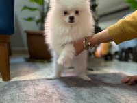 POMERANİAN erkek 3,5 aylık