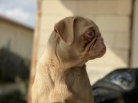 Ping pug dişi