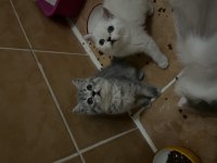 İki aylık british shorthair yavrularım sahiplendirecektir