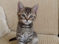 Kendi kedimin british shorthair yavrusu