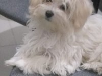 Sahiplendirilecek 4 aylık terrier