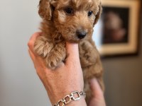 Apricot Toy Poodle Yavrularımız