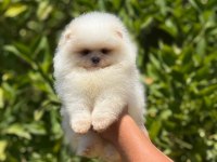 BEBEK SURAT POMERANİAN