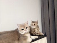 4 aylık british shorthair zorunlu sahiplendirme