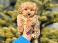 2.5 aylık erkek yavru Maltipoo