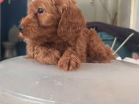 Safkan cockapoo yavrumuz