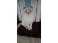 Scottish fold blue point