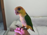 5 Aylık Bebek Kayık Papağanı Portakal Kafa