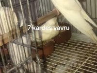Albino sultan bebekler yuvadan uçmaya hazır